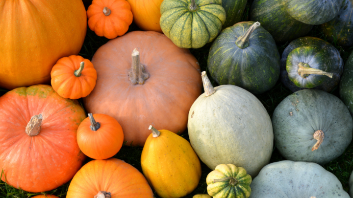 Image for 101 A-Gourd-able Pumpkin Quotes