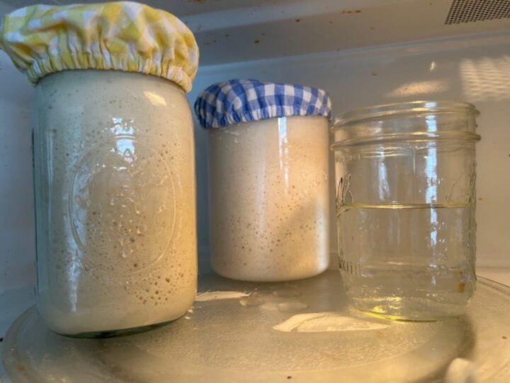 sourdough starter