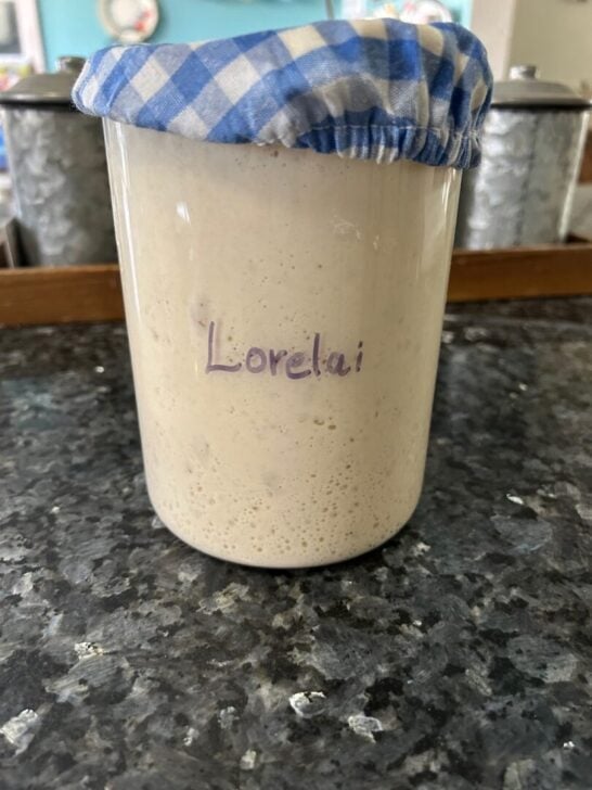 sourdough starter