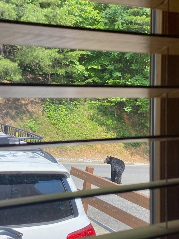 bear outside our cabin in tennessee