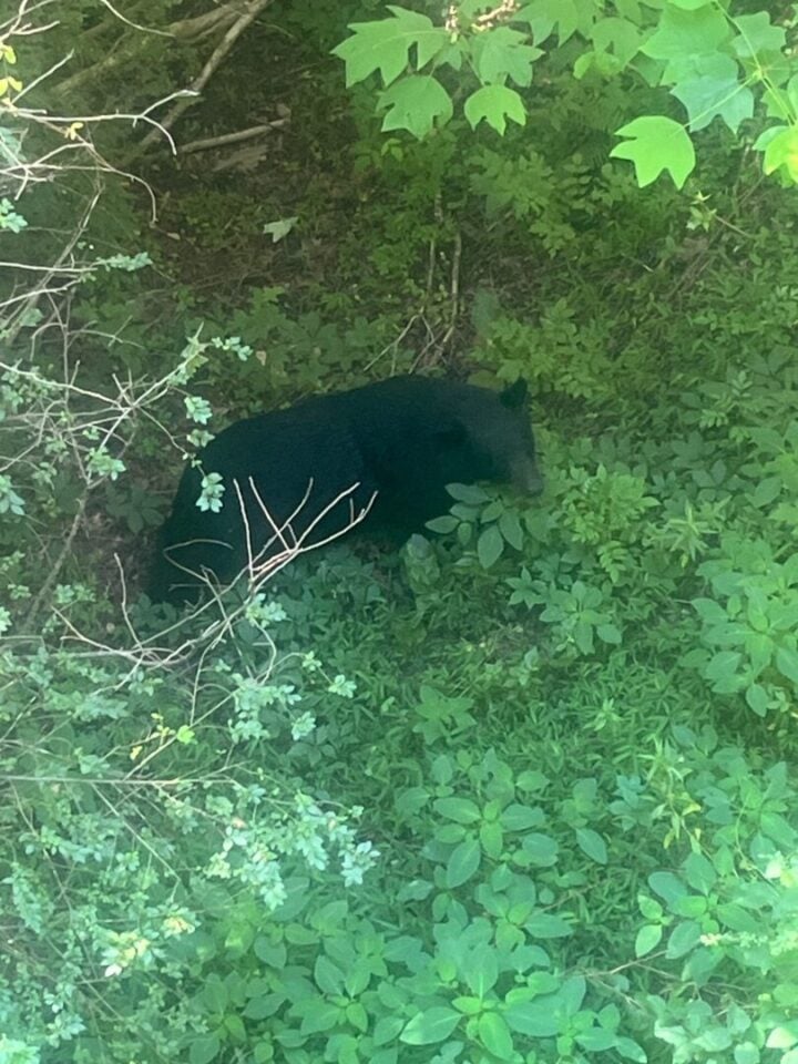 bear outside of our cabin